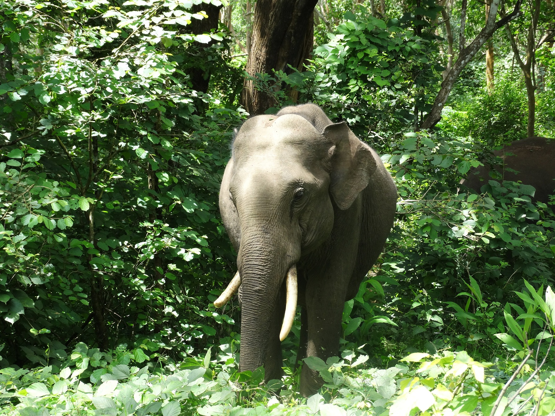 indian elephant 393694 1920