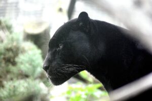 panther 448975 1920