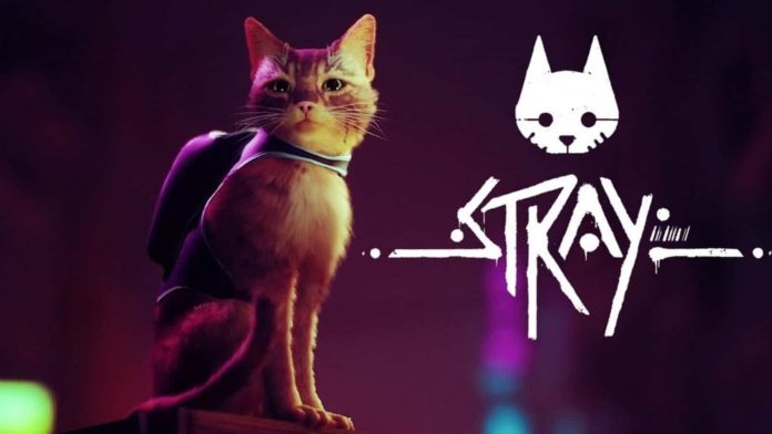 stray travel cat